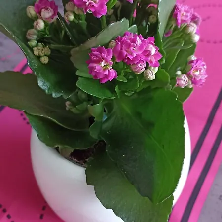 Le Vieux Sart De Sprimont