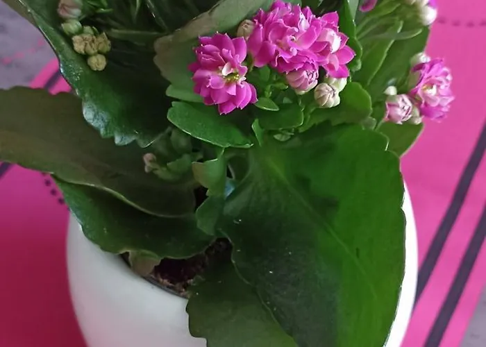 Le Vieux Sart De Спримон